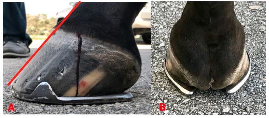 10 Early Warning Signs of Laminitis – The Horse