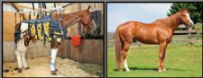 Meet Our Clients: Days End Farm Horse Rescue