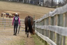 National Help a Horse Day 