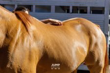 Four Points To Know Before Insuring Your Horse