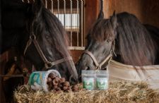 World Equestrian Center – Wilmington Welcomes Dimples® Horse Treats to Family of Sponsors