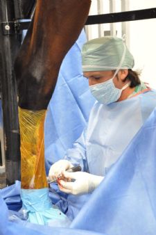 Palm Beach Equine Clinic: Official Veterinarians of Winter Equestrian Festival and Adequan Global Dressage Festival